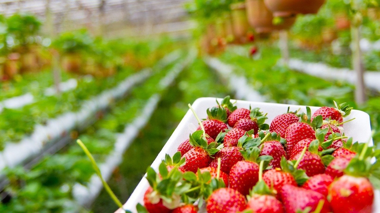 bea fresa ¿donde-se-cultivan-las-fresas-en-espana